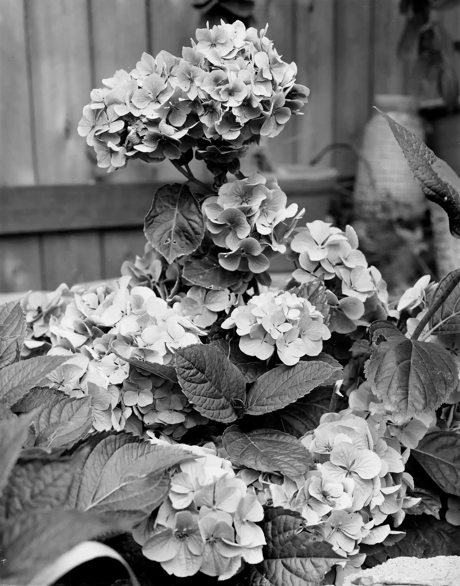 BW Plant Photo