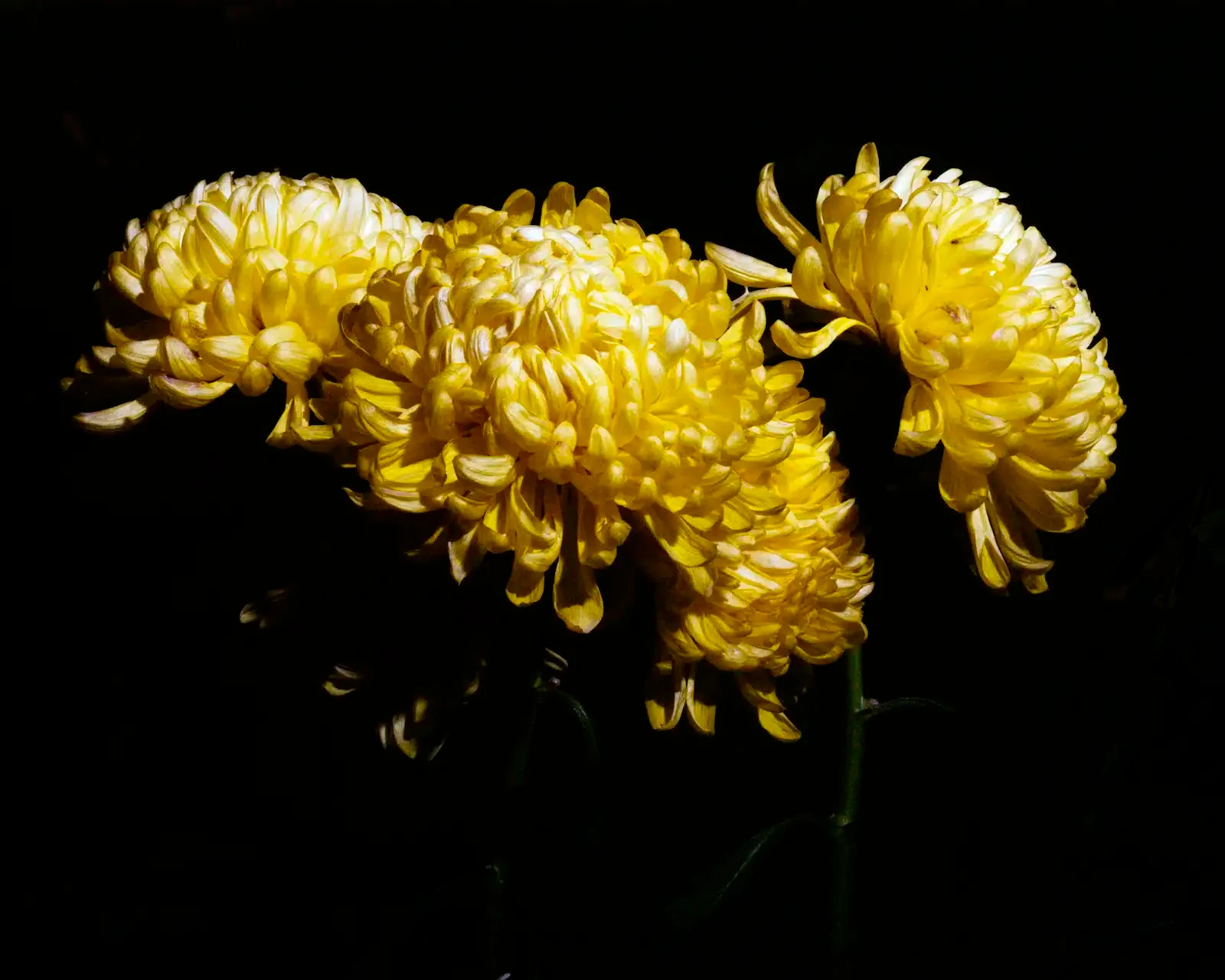 Yellow Flower Against the Dark